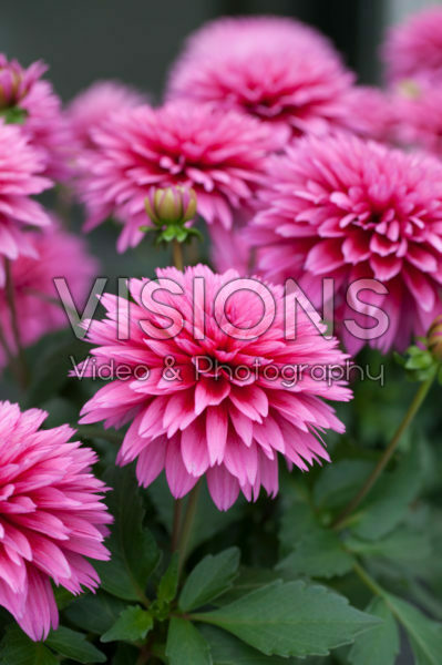 Dahlia LaBella® Maggiore Purple Dahlia LaBella® Maggiore Purple