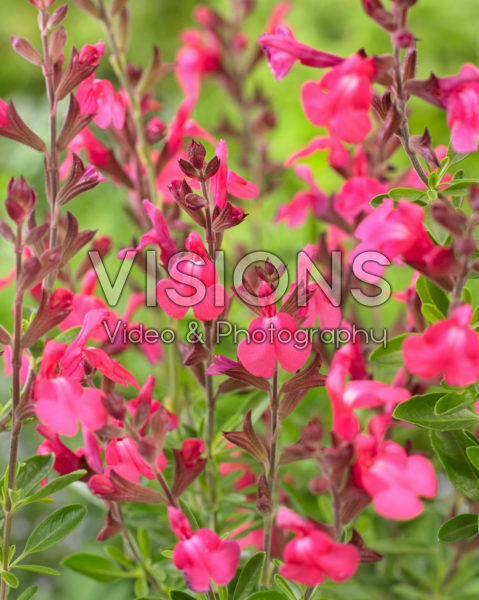 Salvia Arctic Blaze Fuchsia Salvia Arctic Blaze Fuchsia