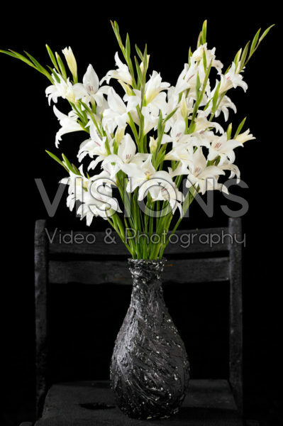 Gladiolus nanus in vase