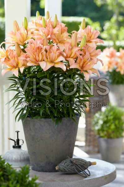 Lilium Splendid Joy