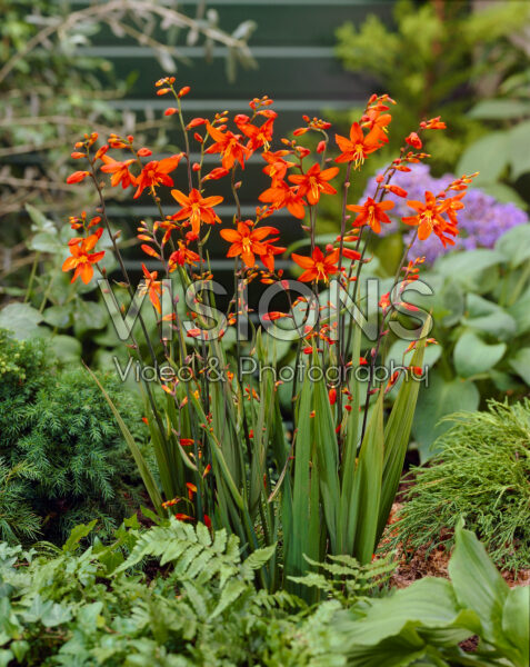 Crocosmia Babylon Crocosmia Babylon