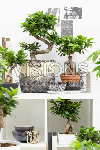 Ficus Ginseng collectie