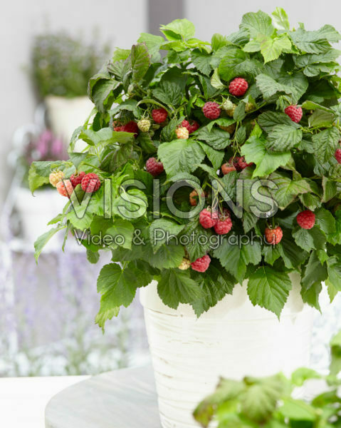 Rubus idaeus BonBonBerry® Yummy