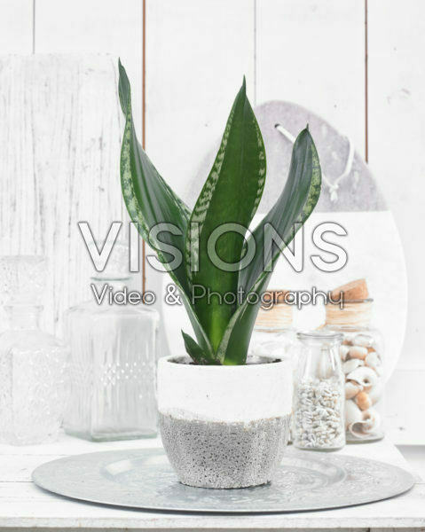 Sansevieria Silver Flame | Visions Pictures
