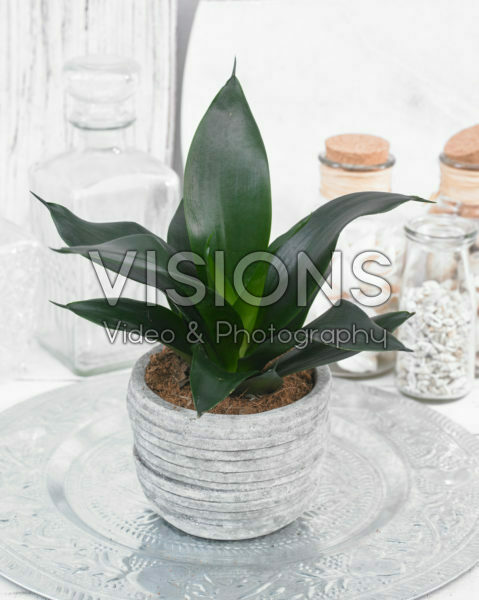Sansevieria trifasciata Black Dragon Sansevieria trifasciata Black Dragon