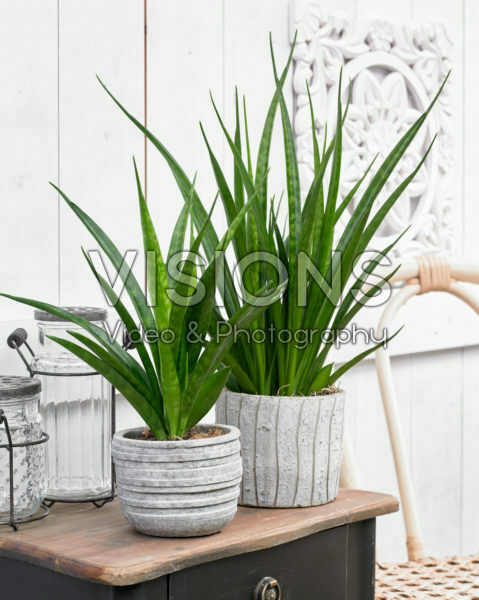 Sansevieria kirkii Friends | Visions Pictures