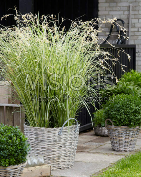 Chlorophytum saundersiae Starlight