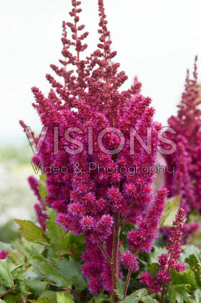 Astilbe chinensis Vision in Red ® Astilbe chinensis Vision in Red ®