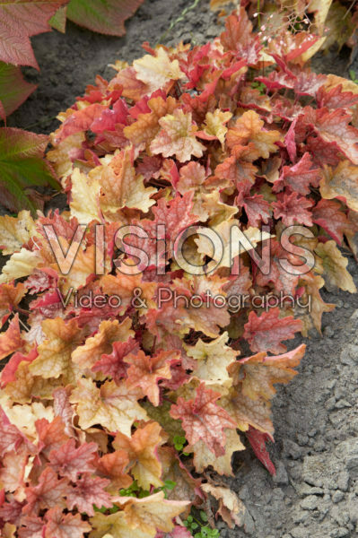 Heuchera Carnival Fall Festival Heuchera Carnival Fall Festival