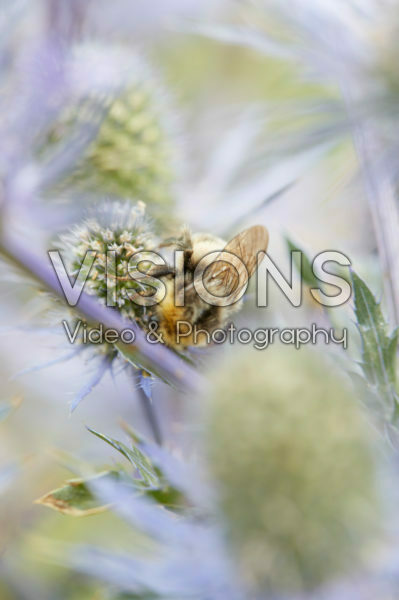 Insect feeding on Eryngium flower Insect feeding on Eryngium flower