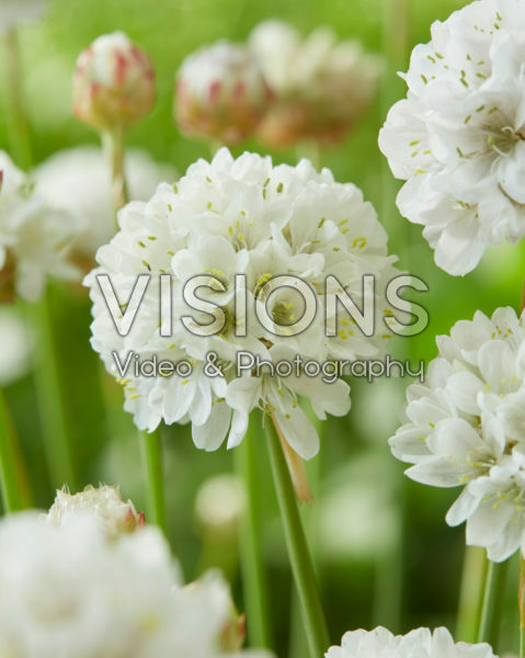 Armeria pseudarmeria Ballerina White Armeria pseudarmeria Ballerina White