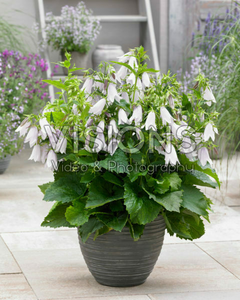 Campanula Iridescent Bells Campanula Iridescent Bells