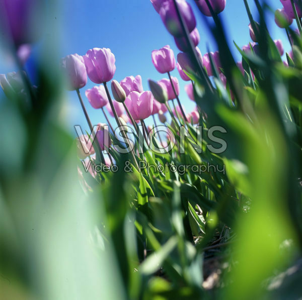 Vertigo serie: Tulipa pink