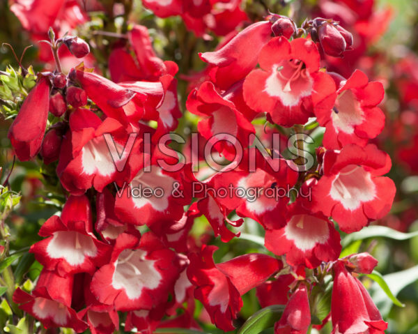 Penstemon hartwegii Phoenix Red Penstemon hartwegii Phoenix Red