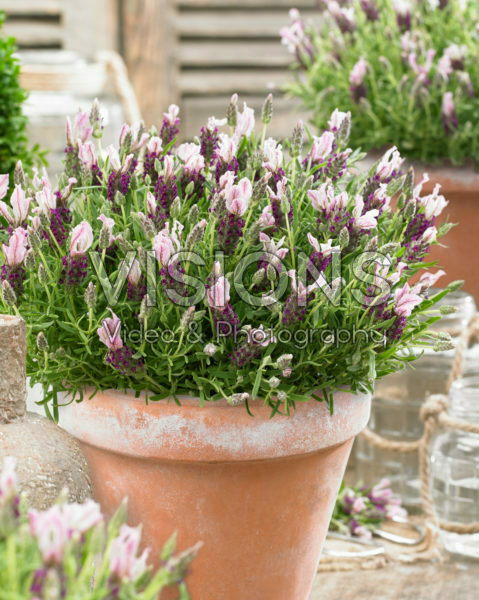 Lavandula stoechas Lavandula stoechas