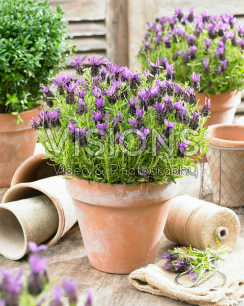 Lavandula stoechas