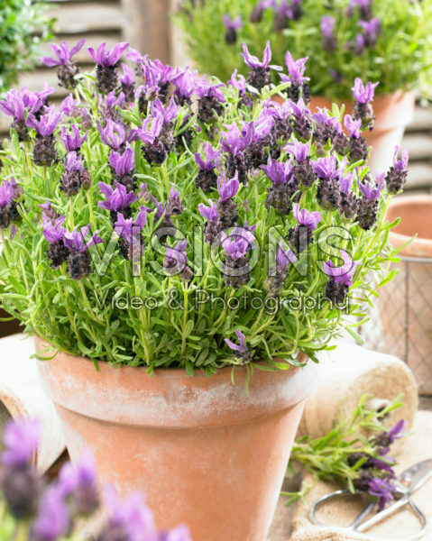 Lavandula stoechas Lavandula stoechas