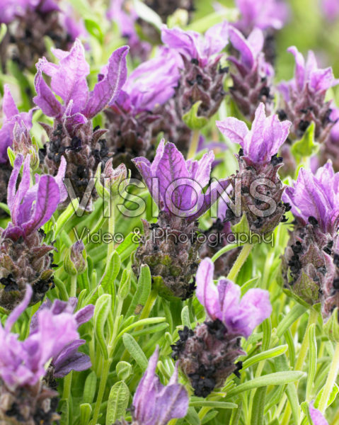 Lavandula stoechas Lavandula stoechas