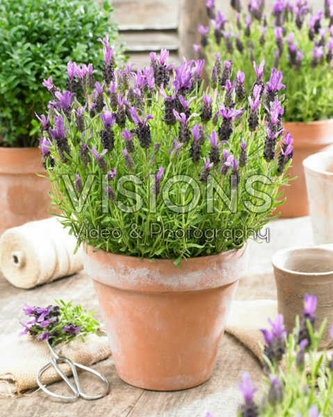 Lavandula stoechas Lavandula stoechas