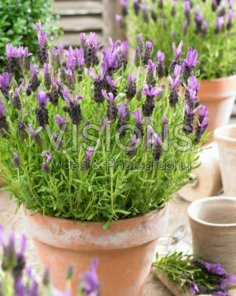 Lavandula stoechas