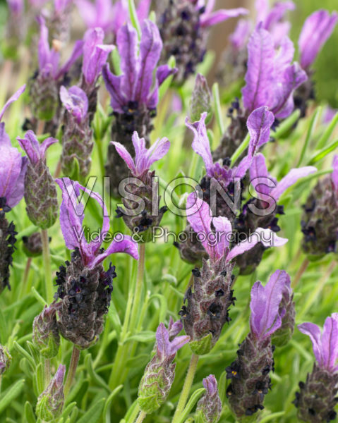 Lavandula stoechas Lavandula stoechas