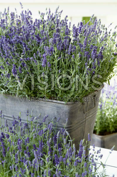 Lavandula angustifolia Ardèche Lavandula angustifolia Ardèche