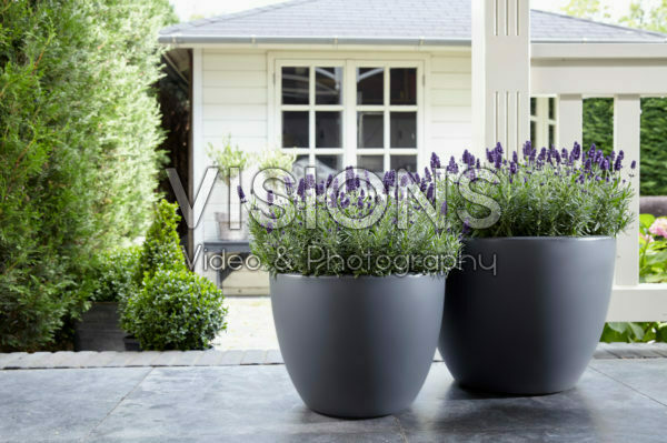 Lavandula angustifolia Valence Dark Violet Lavandula angustifolia Valence Dark Violet