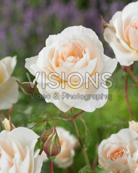 Rosa Sweet Blonde Rosa Sweet Blonde