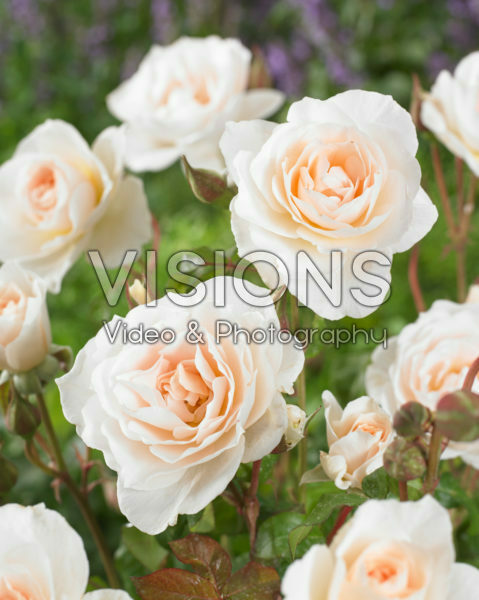 Rosa Sweet Blondie Rosa Sweet Blondie