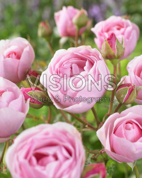 Rosa Princess Clair of Belgium Rosa Princess Clair of Belgium