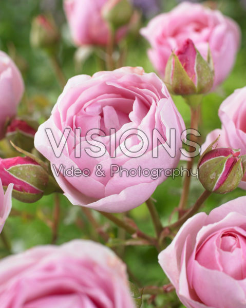 Rosa Princess Clair of Belgium Rosa Princess Clair of Belgium