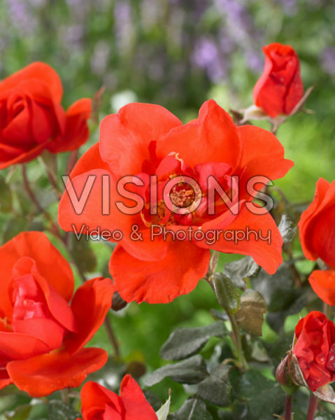 Rosa Scarlet Tower Rosa Scarlet Tower