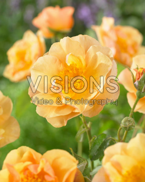 Rosa Campina Gold Rosa Campina Gold