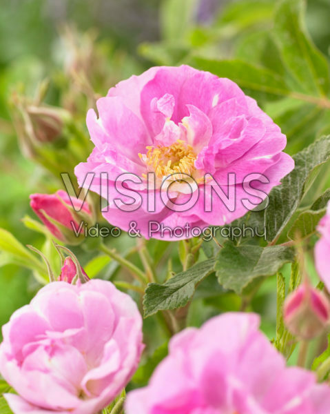 Rosa Mariage Parfait