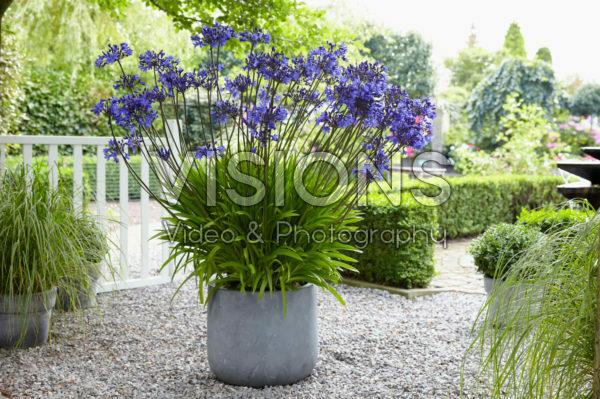 Agapanthus Ocean Blue