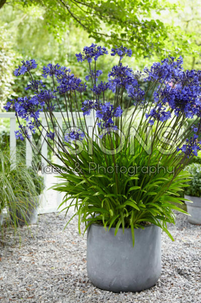 Agapanthus Ocean Blue