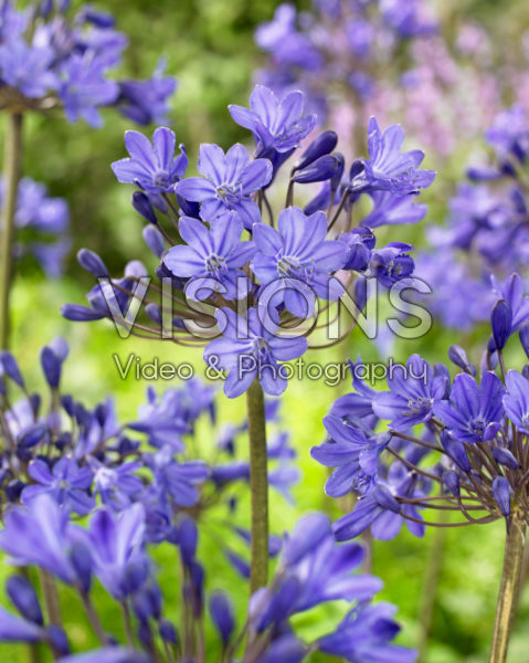 Agapanthus Ocean Blue Agapanthus Ocean Blue