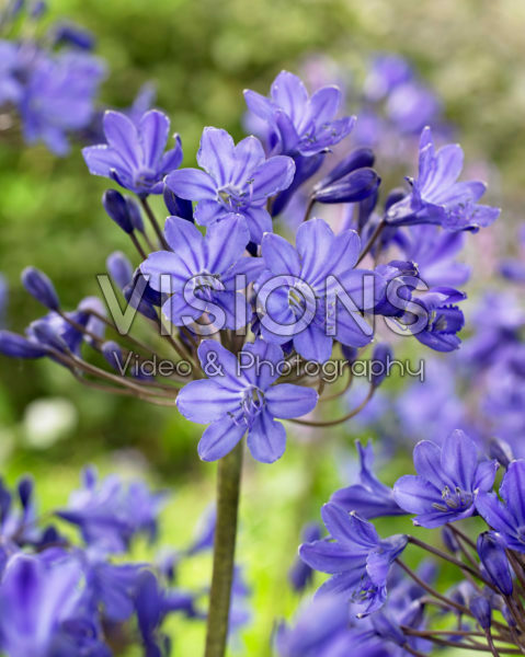 Agapanthus Ocean Blue Agapanthus Ocean Blue