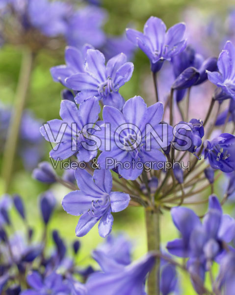 Agapanthus Ocean Blue Agapanthus Ocean Blue