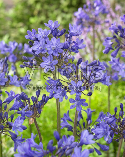 Agapanthus Ocean Blue