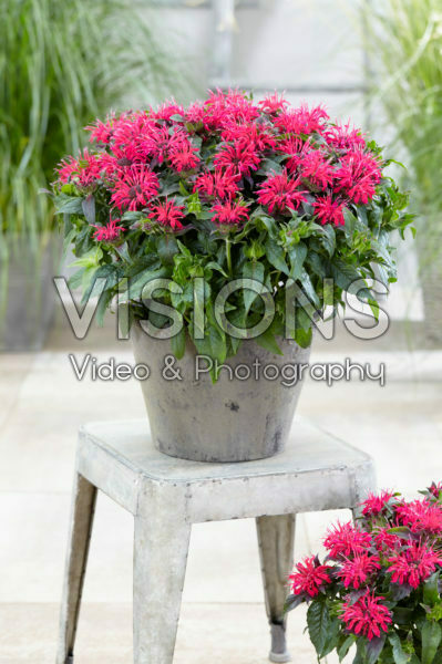 Monarda Balmy Rose