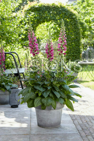 Digitalis x valinii Foxlight Plum Gold Digitalis x valinii Foxlight Plum Gold