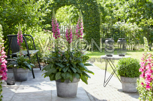Digitalis x valinii Foxlight Plum Gold Digitalis x valinii Foxlight Plum Gold