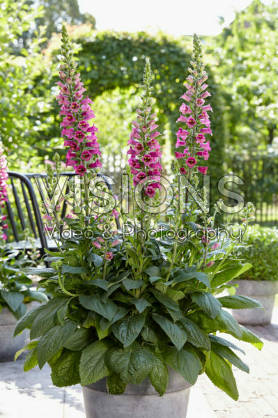 Digitalis Foxlight Plum Gold Digitalis Foxlight Plum Gold
