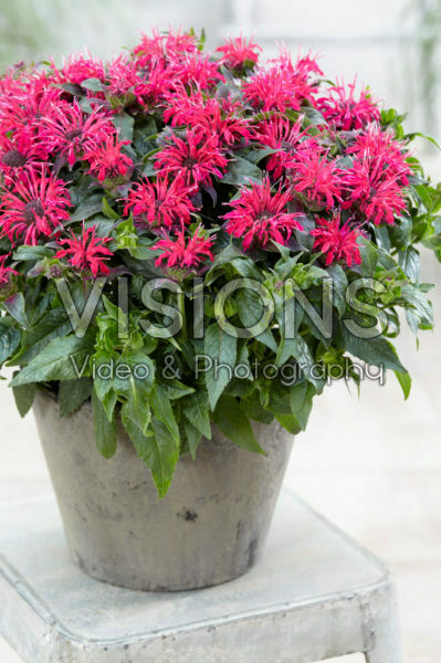 Monarda Balmy Rose Monarda Balmy Rose