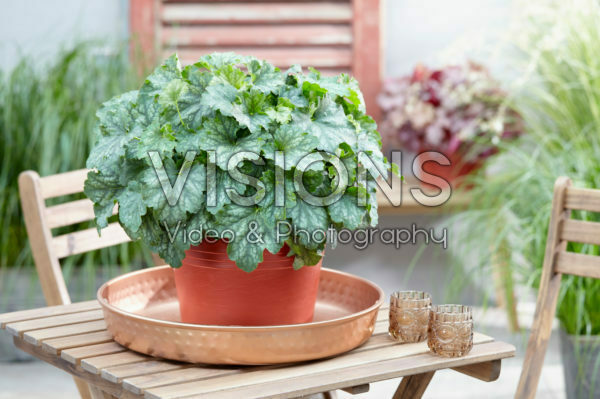 Heuchera Carnival