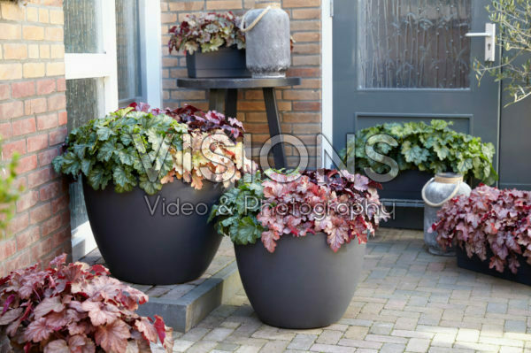 Heuchera Carnival