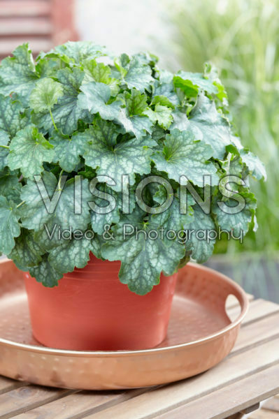 Heuchera Carnival Heuchera Carnival