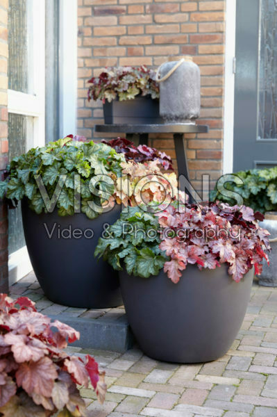 Heuchera Carnival Heuchera Carnival