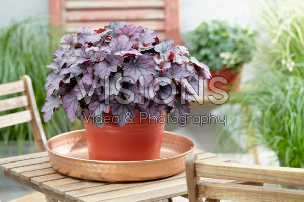 Heuchera Carnival